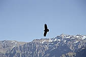 Colca Canyon 